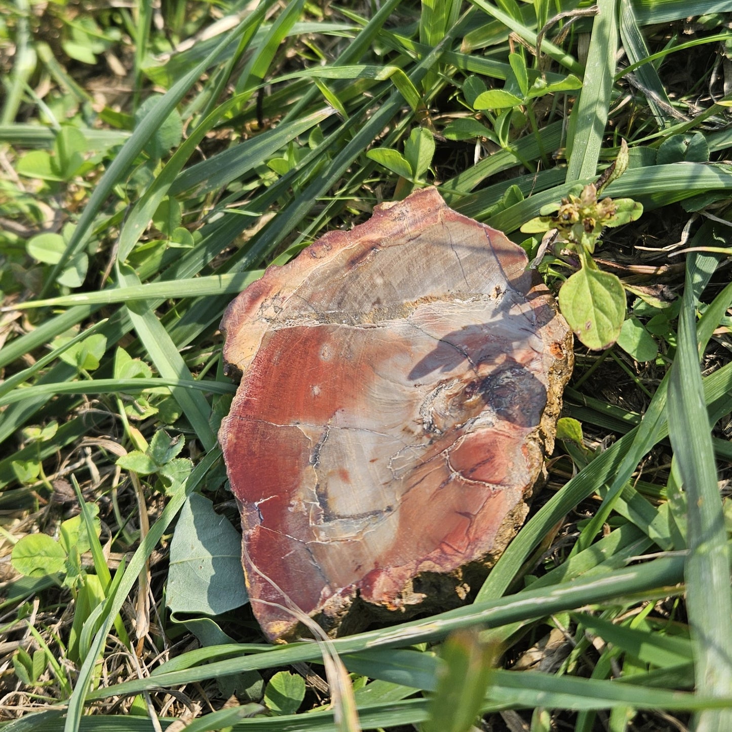 Bois silicifié