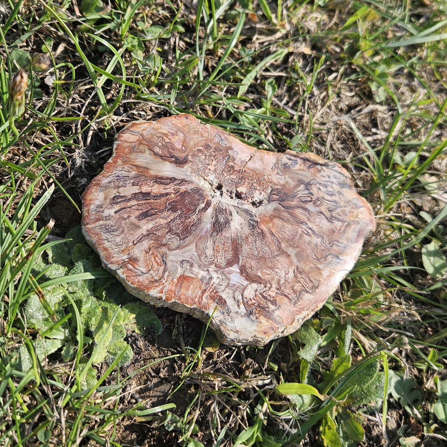 Bois Silicifié