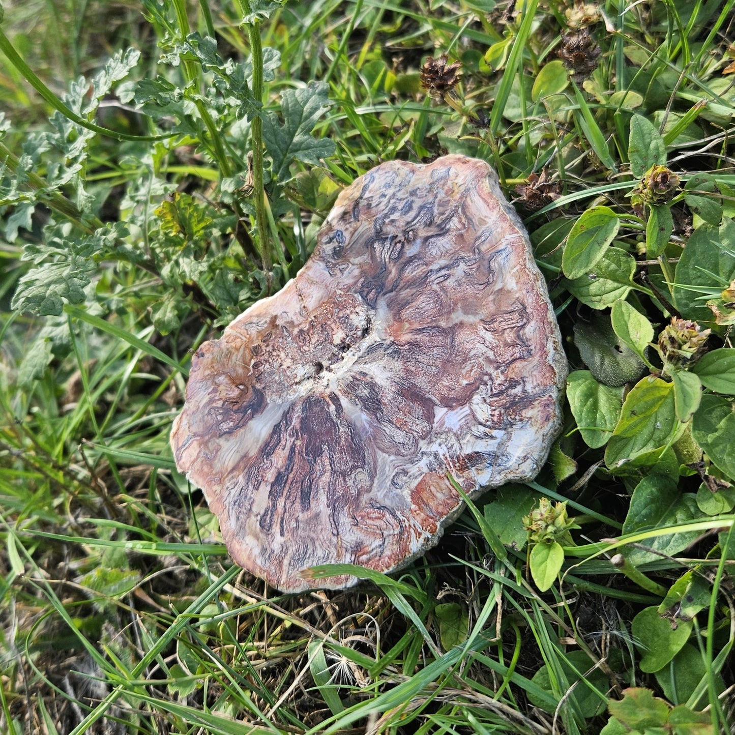 Bois Silicifié
