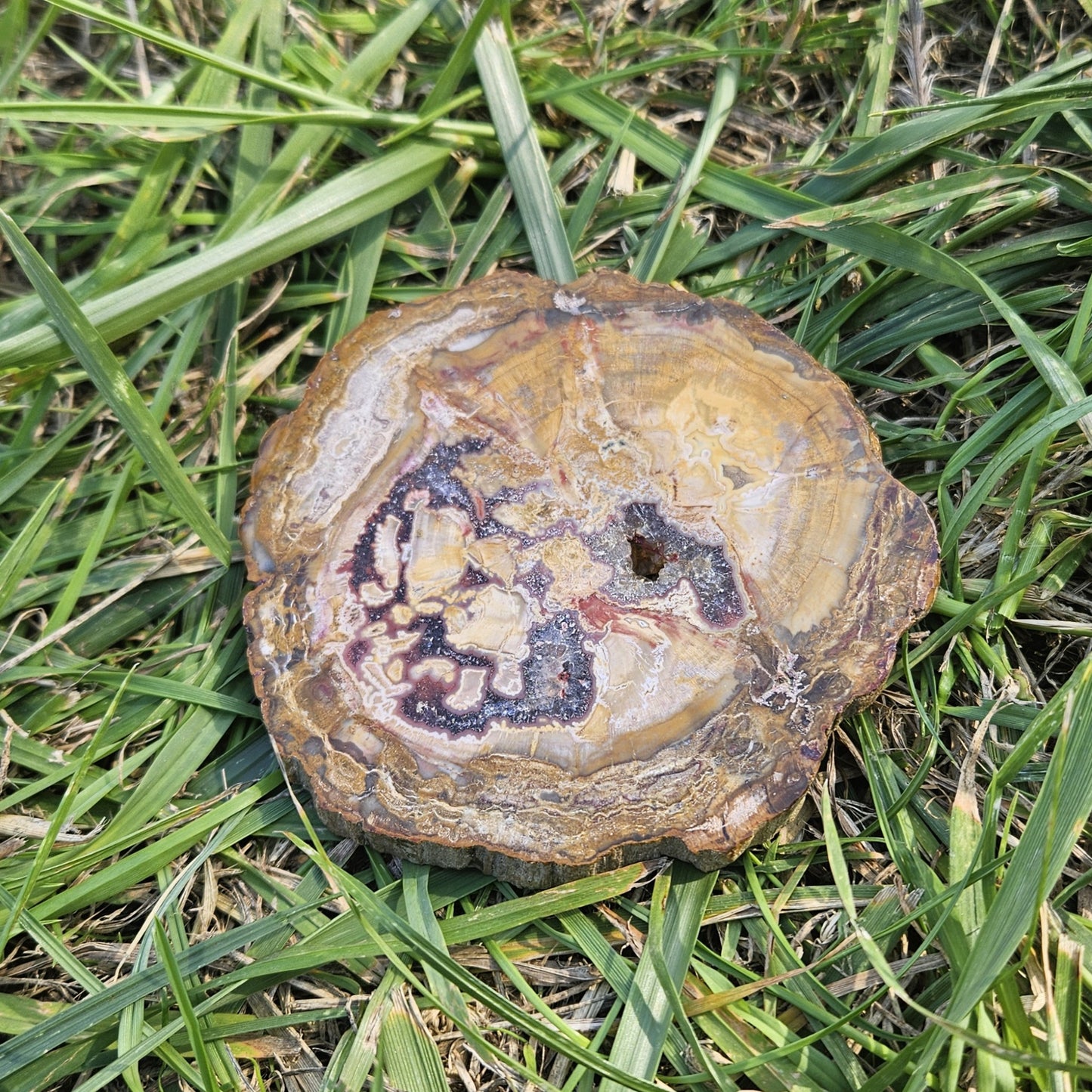 Bois Silicifié