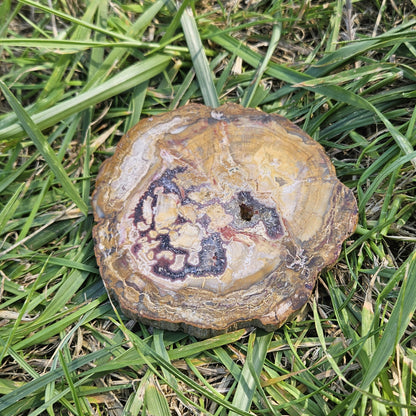 Bois Silicifié