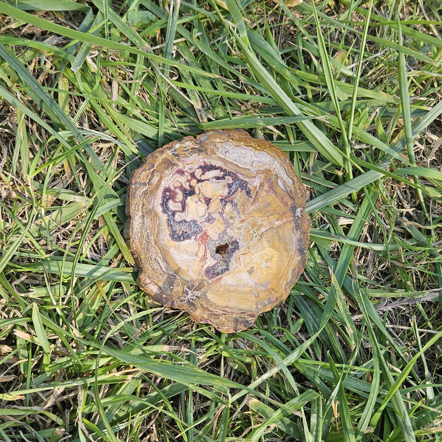 Bois Silicifié