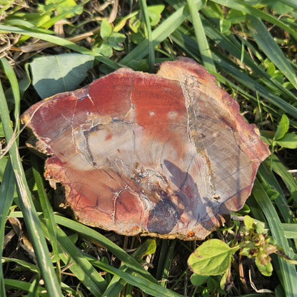 Bois silicifié
