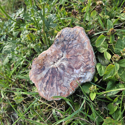 Bois Silicifié