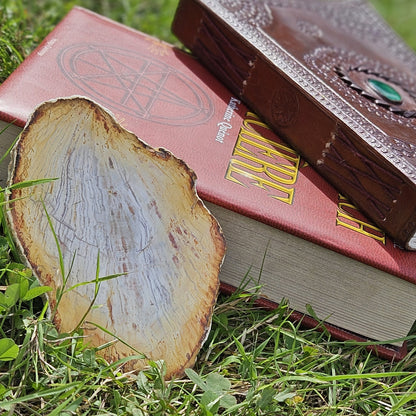 Bois Silicifié