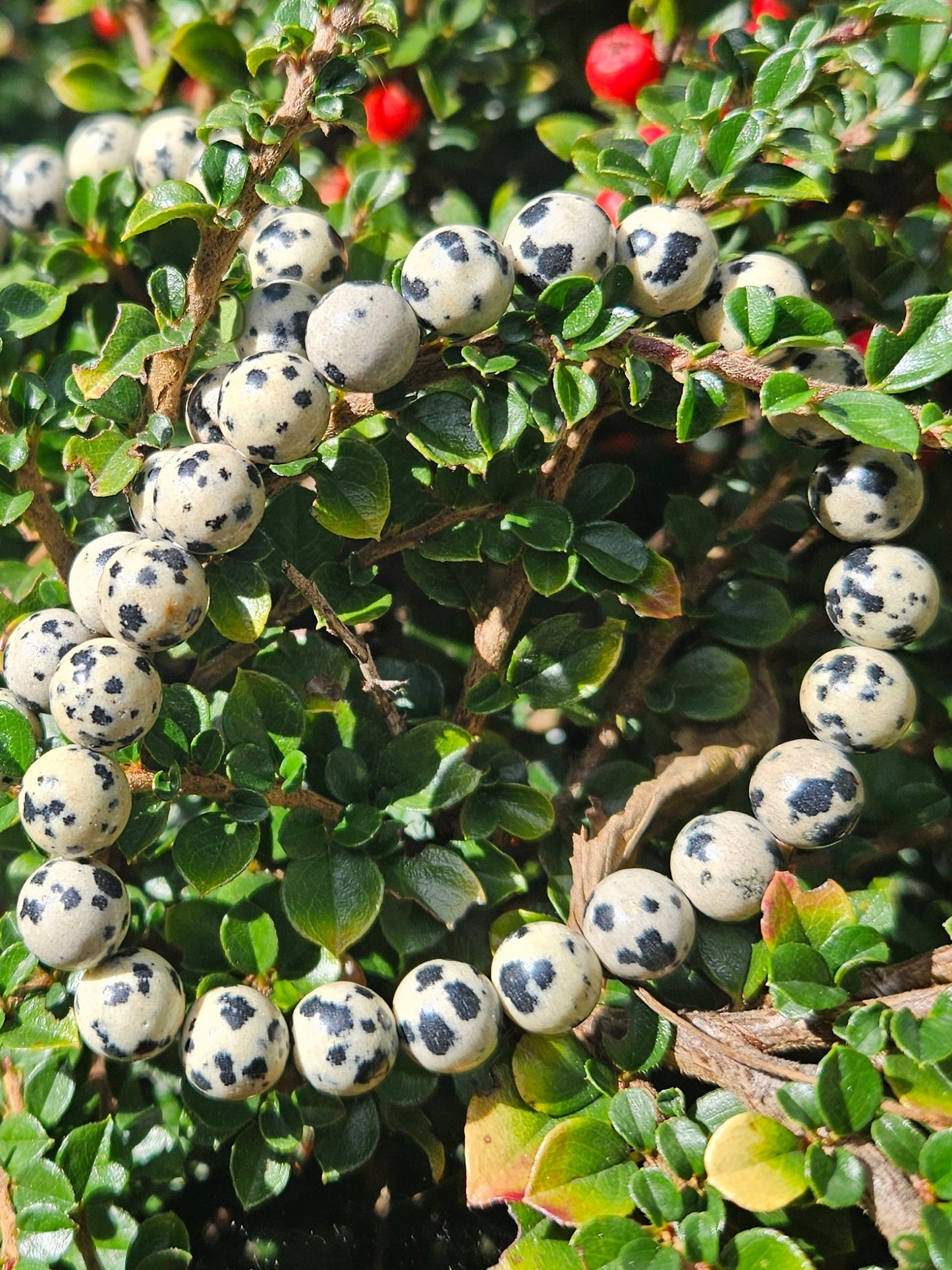 Bracelet Jaspe Dalmatien