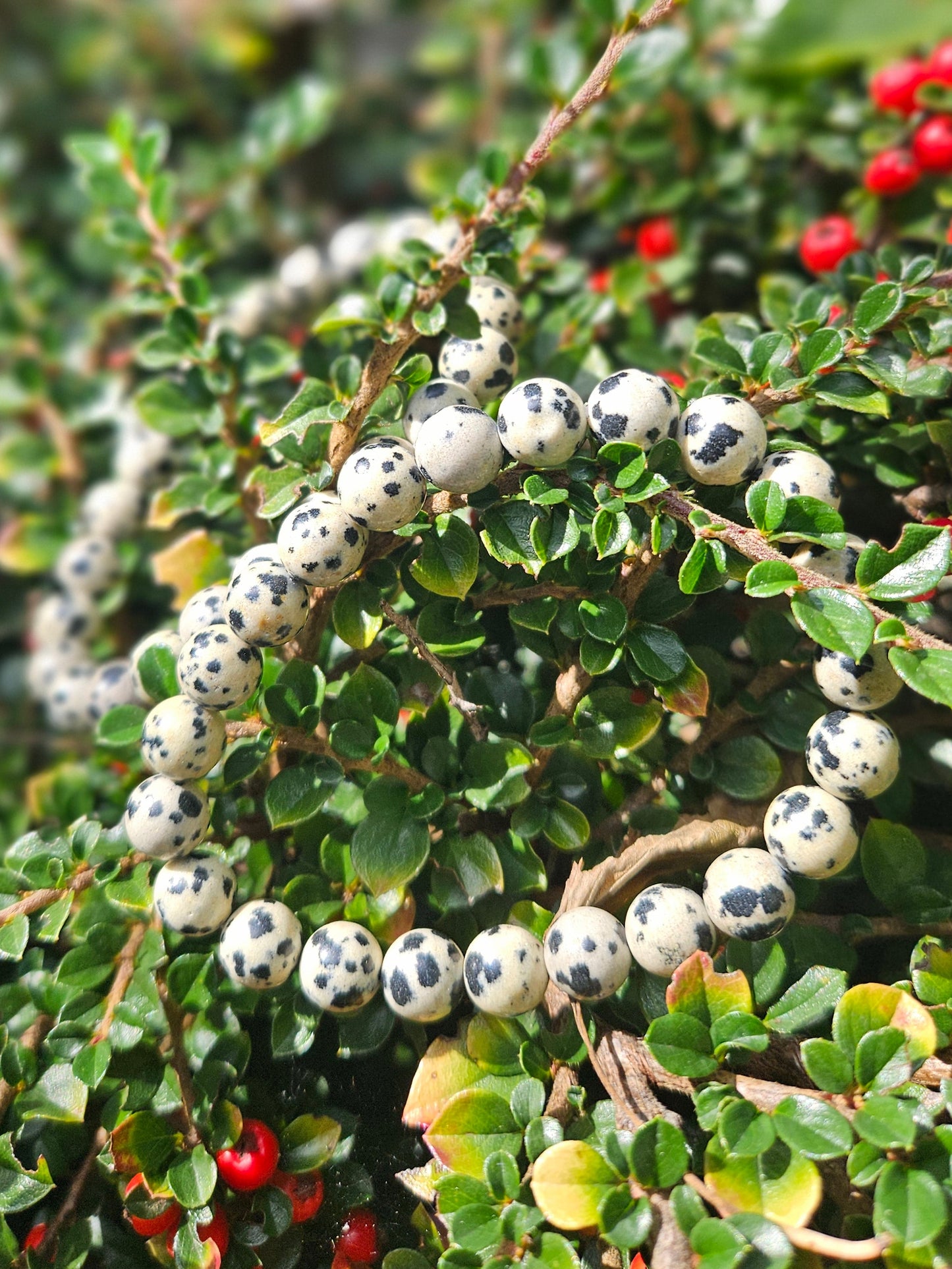 Bracelet Jaspe Dalmatien